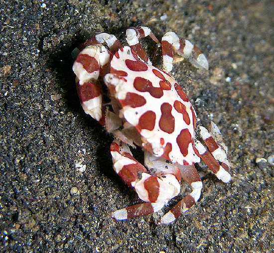  Lissocarcinus orbicularis (Cucumber Crab, Red Spotted White Crab)
